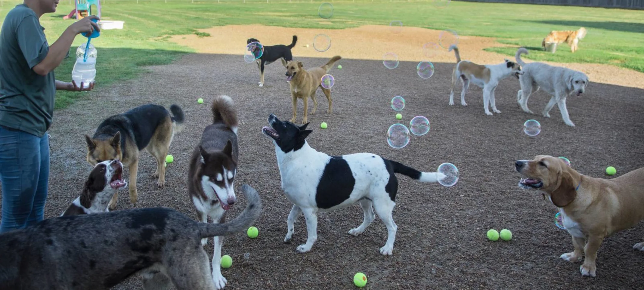 Dogs catching bubbles at Rover Oaks Pet Resort